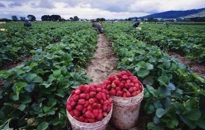 عملية تشغيل العمال المغاربة لجني الفراولة بمزارع الإسبان شملت 14.583 عاملا (بلاغ)