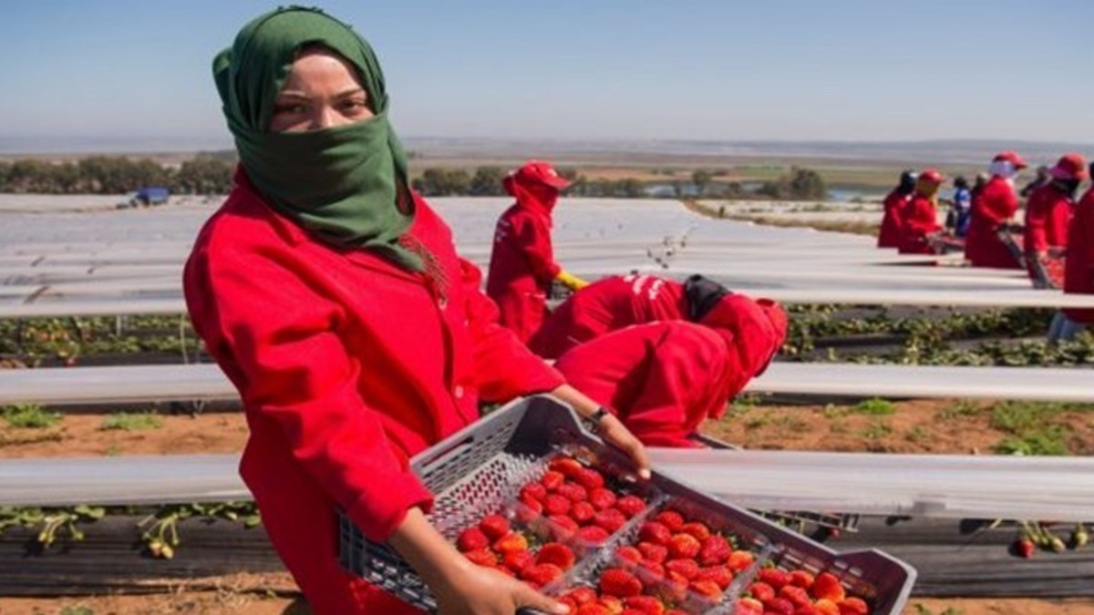 عملية تشغيل العمال المغاربة لجني الفراولة بمزارع الإسبان شملت 14583 عاملا
