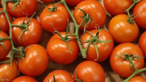 صادرات الطماطم المغربية إلى الإتحاد الأوروبي تسجل زيادة 10 في المئة وتصل إلى 385 ألف طن